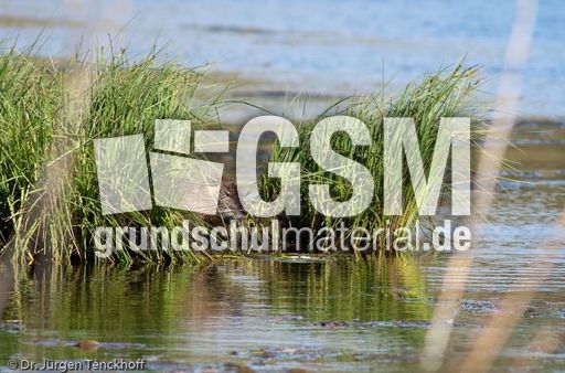 Nutria (3 von 25).jpg